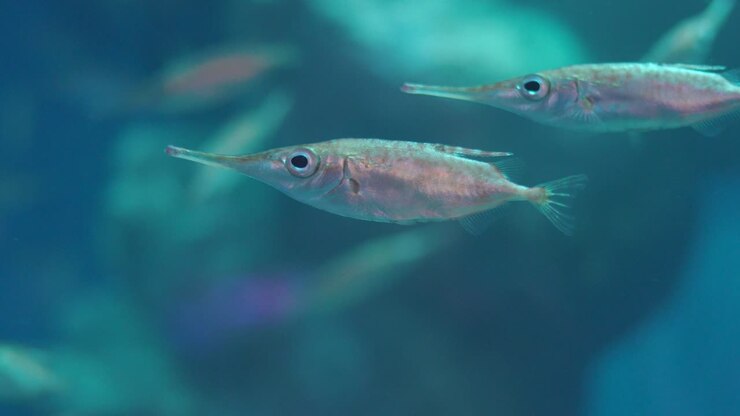 Langnasen-Schnepfenfisch schwimmt im tiefblauen Meer in Numazu, Japan