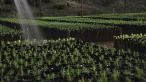 un primer plano de una manguera regando árboles en una granja de árboles en méxico