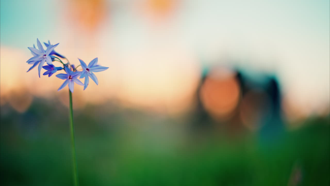 Close up of purple flowers with a blurred view of the Jardin des Poetes garden in Antibes, France at sunset