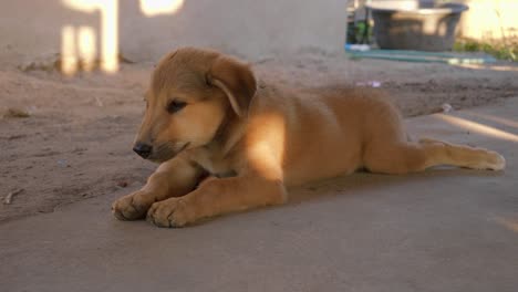 cerca de un lindo cachorro callejero abandonado tirado en la calle