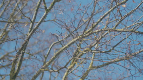 handheld camera shot of a winter tree, naked branches, a few leaves left on the tree