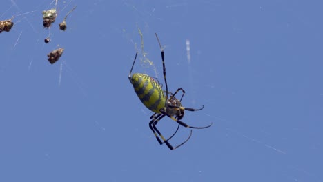 araña joro matando presas en la web en corea del sur, primer plano