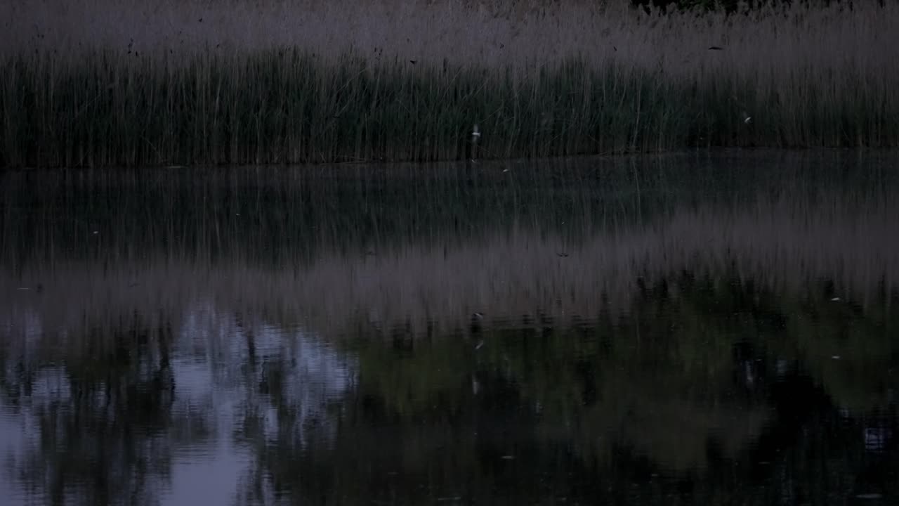 Wetland Ecosystem: Birds Resting on a Pond as Night Falls