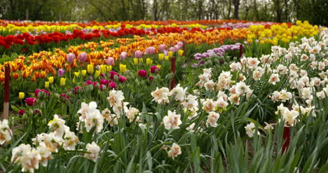 Tulipanes-En-El-Campo-De-Agruiculture-Holanda-54