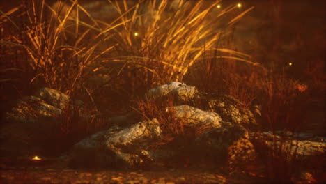 Fireflies-above-dry-grass-and-stones-at-sunset