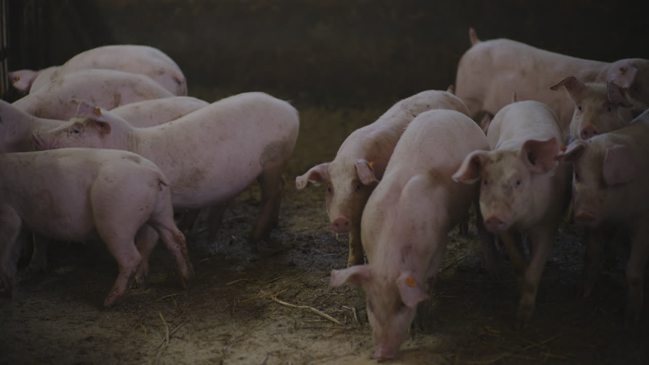 창고에 힌 돼지