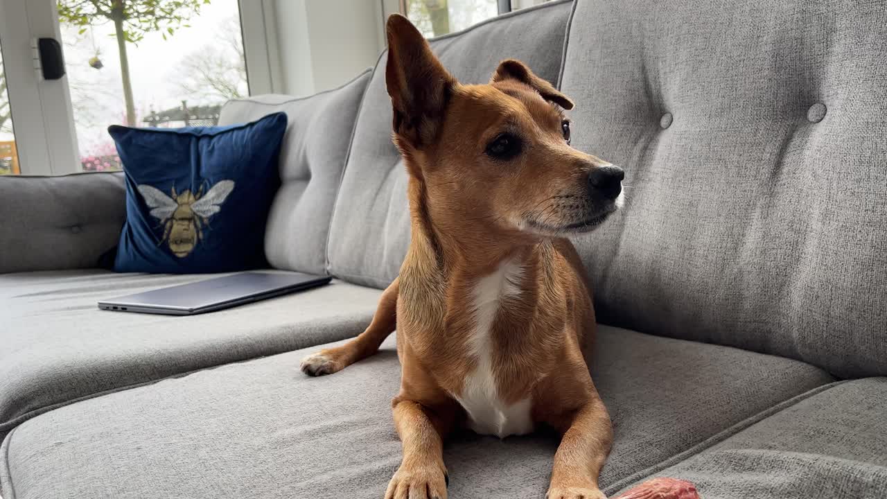 cute brown jack Russel dog licking her paw and then curiously looking at the door because she may have heard or seen something