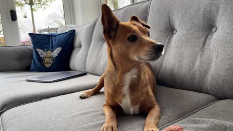 cute brown jack russel dog licking her paw and then curiously looking at the door because she may have heard or seen something