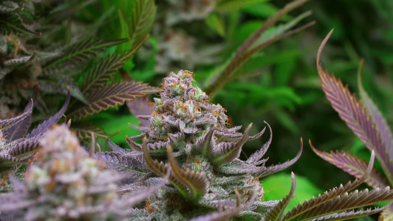 개화 단계에서 성장 텐트에서 자라는 대마초 식물의 샷