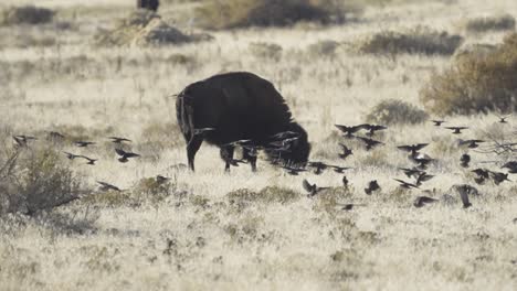 brown-headed cowbirds with a bison or american buffalo in a field