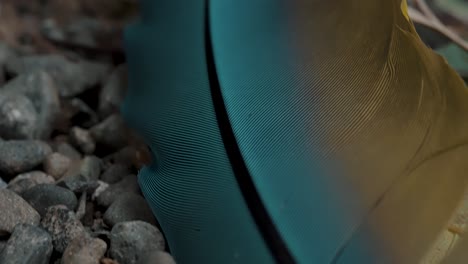 yellow-and-turquoise-feather-in-Close-up-of