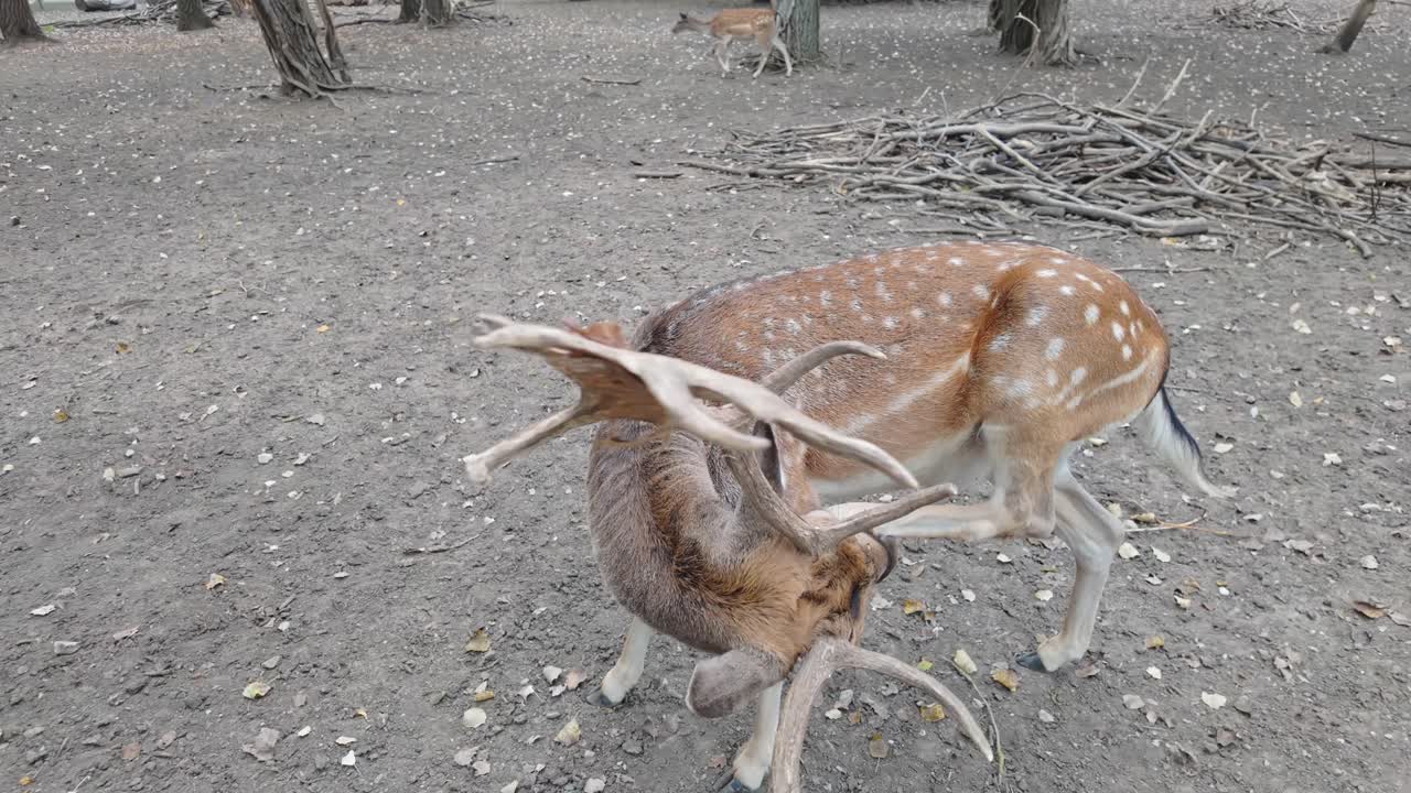 Close-up of a beautiful fallow deer licking its feet on an autumn day