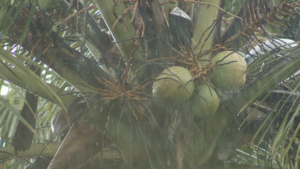 palmera de cocos con un manojo de frutos verdes inmaduros de coco adheridos a la lluvia intensa, toma de primer plano