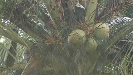 cocos palm tree with a bundle of coconut immature green fruits attached on heavy rain, close-up shot