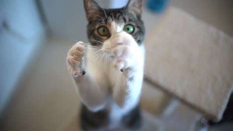 Gato-Jugando-Con-Cuerda-En-Casa-En-Cámara-Lenta