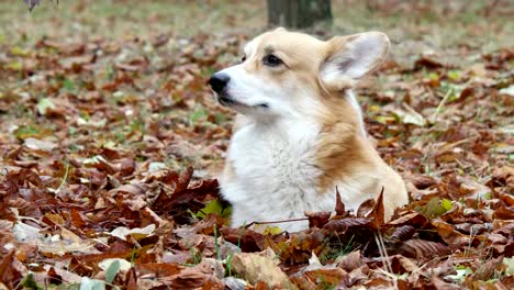 welsh corgi on autumn lawn