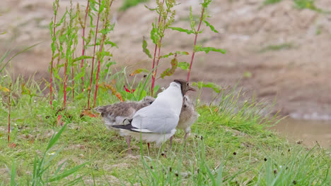 gaviota de cabeza negra alimentando a sus polluelos en las marismas costeras de lincolnshire, reino unido