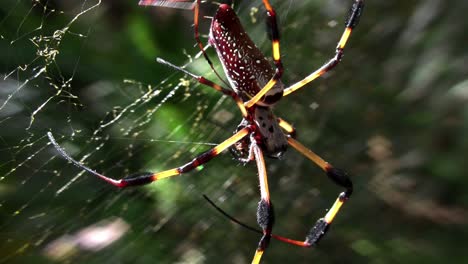 a large golden web spider with its young 1