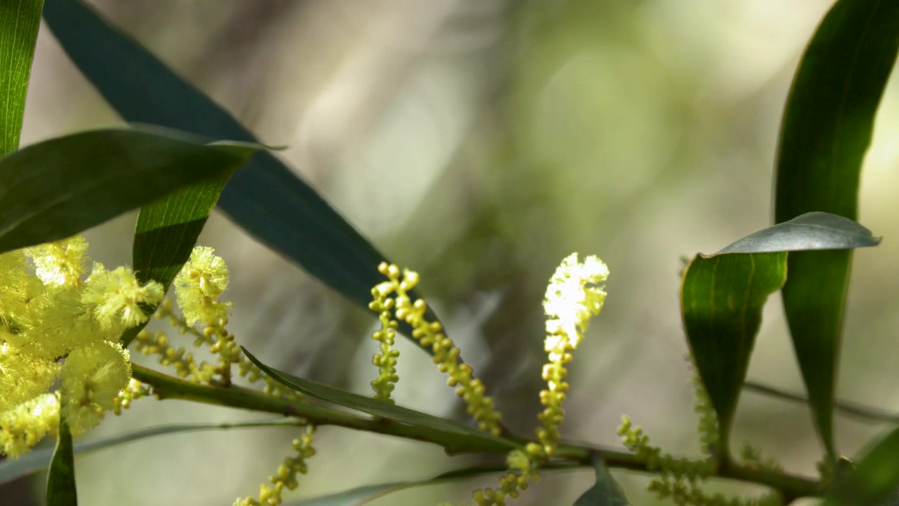 Vibrant yellow acacia flowers sway gently in sunlight within the Blue Mountains, Australia.