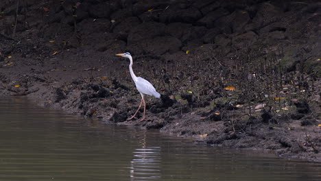 a beautiful grey heron walking carefully by the edge of a muddy riverbank - mid shot