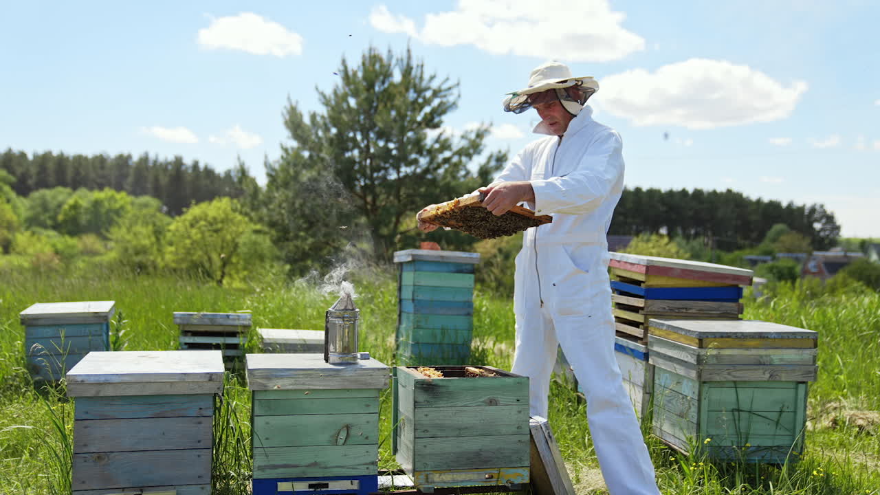 Professional beekeeper in white suit inspecting bees on frame. Bees fly on the apiary. Chimney with smoke on a beehive. Wooden hives on field in summer.
