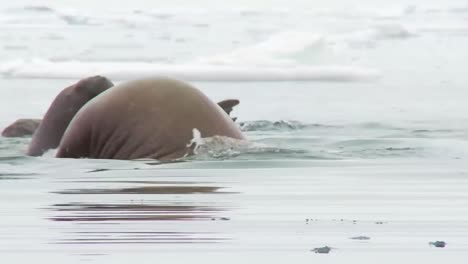 la morsa vive en un hábitat de hielo natural en el ártico 1