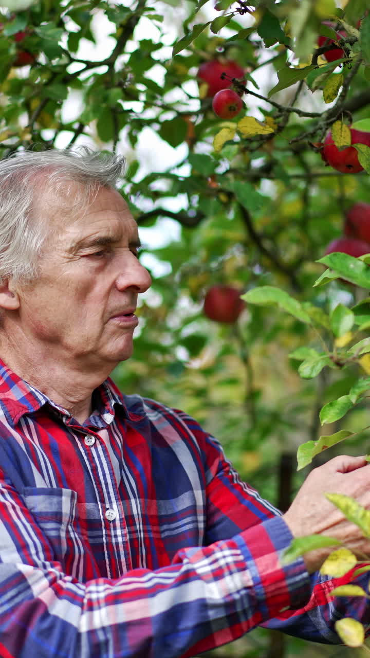 Fresh fruits hanging from the trees. Countryside apple farming in the garden. Vertical video