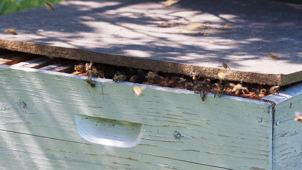 꿀을 모으고 돌아온 꿀벌은 벌통으로 다시 날아갑니다.