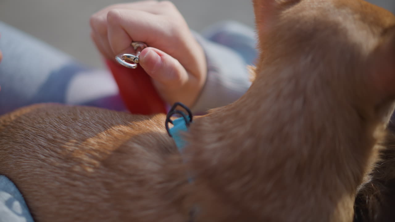 미니어처 강아지 목걸이 분석, 치와와 목걸이 잠금 장치 시스템 종합 검토, 소형 개 목 액세서리 체결 장치에 대한 광범위한 평가 및 상세 검사