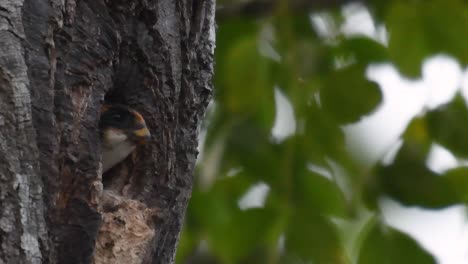 El-Falconet-De-Muslo-Negro-Es-Una-De-Las-Aves-Rapaces-Más-Pequeñas-Que-Se-Encuentran-En-Los-Bosques-De-Algunos-Países-De-Asia