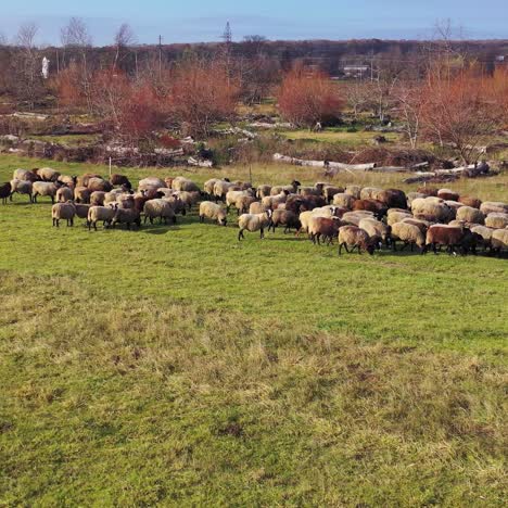 sheep herd moving in the countryside. group of domestic animals grazing on field in sunny day. beautiful sheep on autumn nature background.