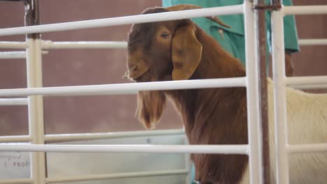 Boer-goat-on-public-display-in-holding-pen-at-public-auction,-RSA