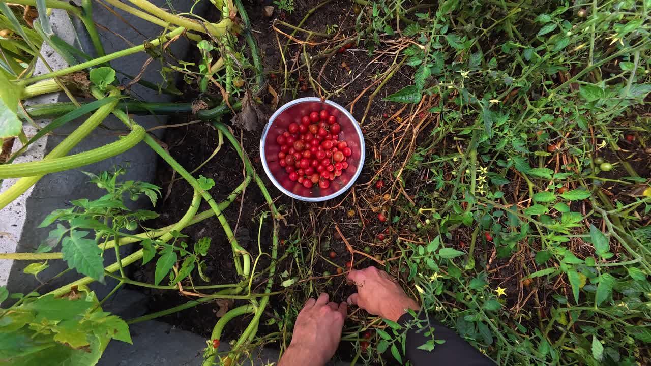 POV video of farmer naturally picking ripe cherry tomatoes from sprawling vines in organic raised bed during late summer