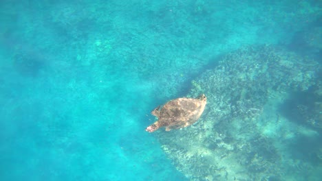 在夏威夷的奧阿胡島 (oahu) 和綠海龜 (green sea turtle) 潛水