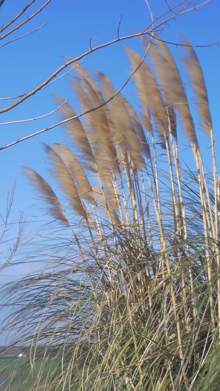 Erba della Pampa che ondeggia al vento su uno sfondo di cielo blu