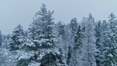 Tiro-Inclinado-Hacia-Arriba-Del-árbol-De-Coníferas-Cubierto-De-Nieve