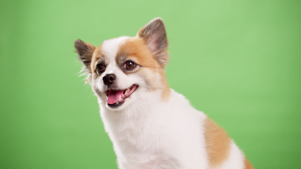 cierre el video de un cervatillo en miniatura enérgico y saliente y un cachorro de perro blanco reclinado en una alfombra rosa mientras una pared verde sirve como fondo