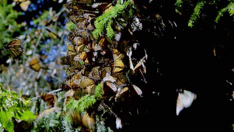 a vibrant gathering of yellow and black-winged butterflies clustering on a tree, displaying a captivating aspect of their natural behavior