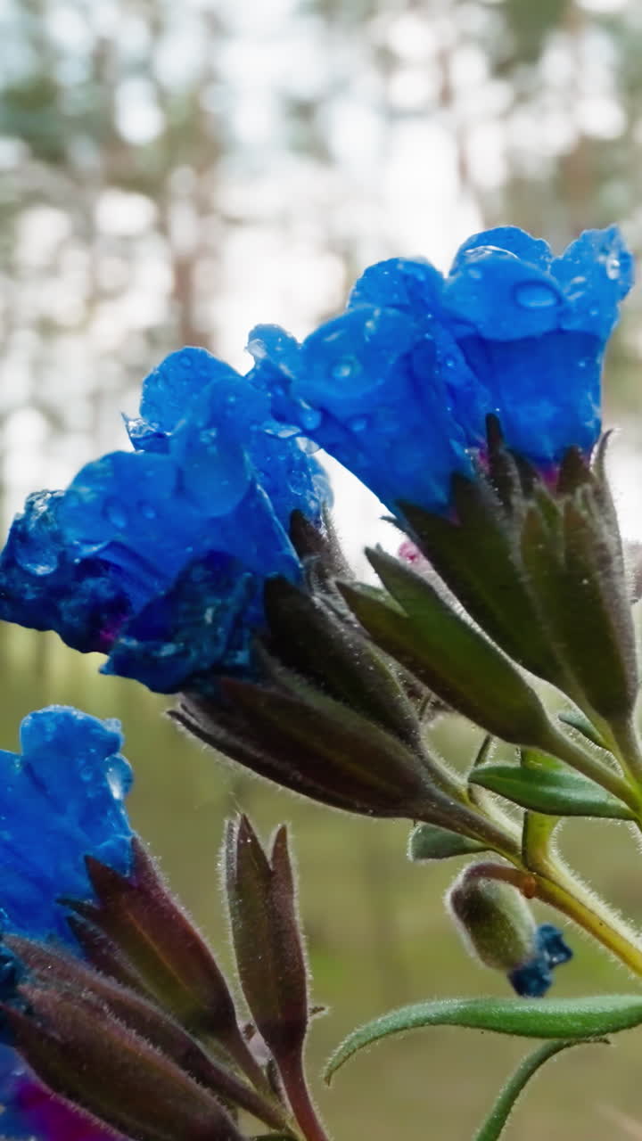 Common lungwort plant grows in spring wood. Flowers with bright blue petals rise up reaching towards sun. Forest environment on blurred background