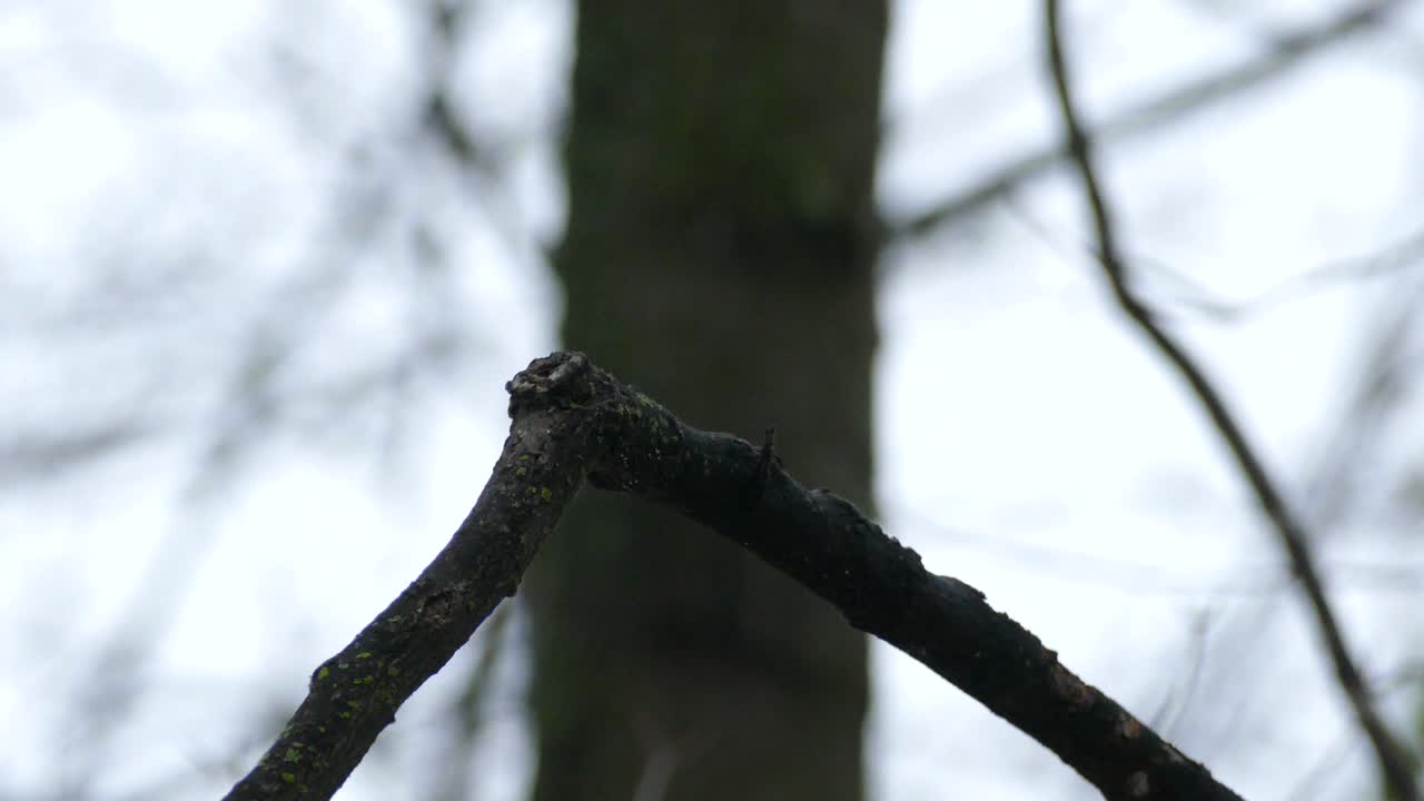 Red-breasted nuthatch bird shaking off feathers during light rainfall