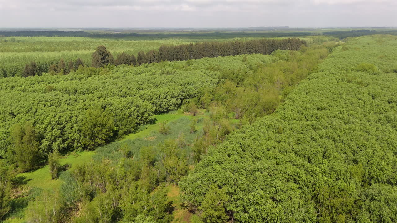 Slow movement aerial clip going through lush wetland ecosystem near river delta, with multiple shades of green, and overwhelming vegetation.