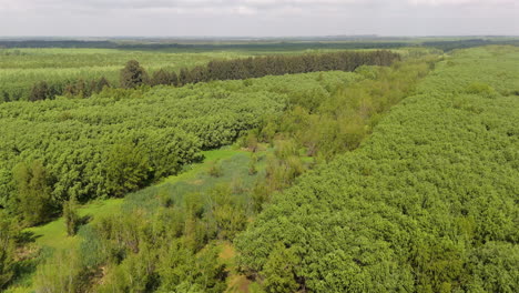 Slow movement aerial clip going through lush wetland ecosystem near river delta, with multiple shades of green, and overwhelming vegetation.