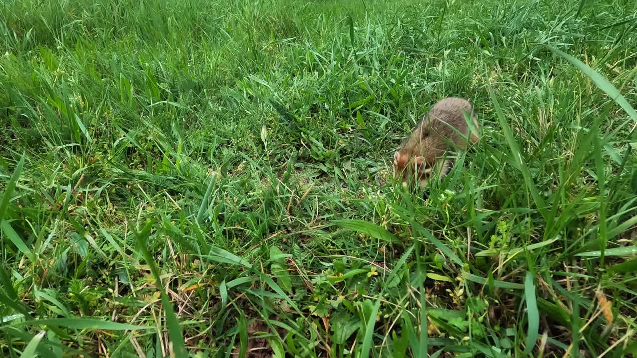 Curious hamster explores grass, walks away then turns, stands on hind legs, roams right, sniffs around and finally approaches the camera in a natural outdoor setting