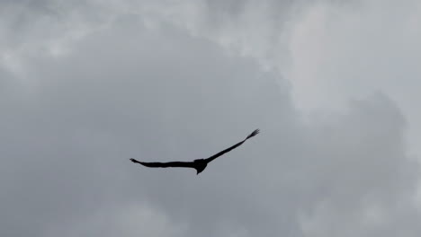 un gran halcón se desliza sin esfuerzo en círculos en el cielo sobre un lago en busca de presas