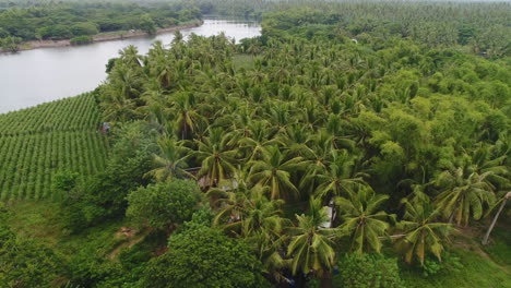 Aerial-Dolly-In-Schuss-Einer-Kokosnussfarm-Neben-Einem-Fluss