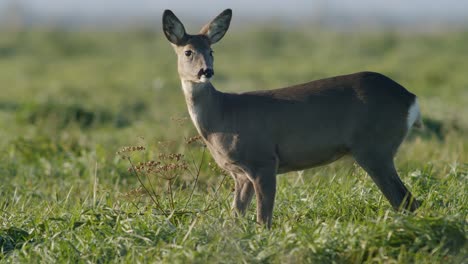 Common-wild-roe-deer-perfect-closeup-on-meadow-pasture-autumn-golden-hour-light