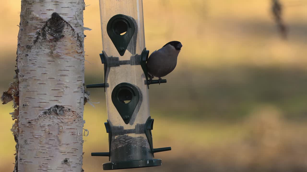 Female Eurasian Bullfinch tries to get sunflower seeds at bottom of bird feeder, gives up and flies away.