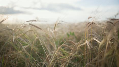 golden wheat field at sunset