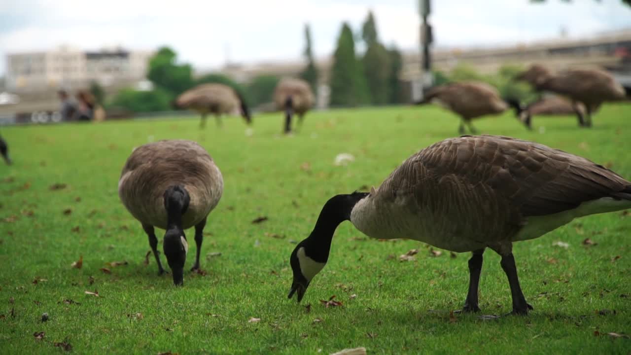 오리건 주 포틀랜드의 윌라멧 강 유역에서 먹이를 먹고 있는 기러기 떼