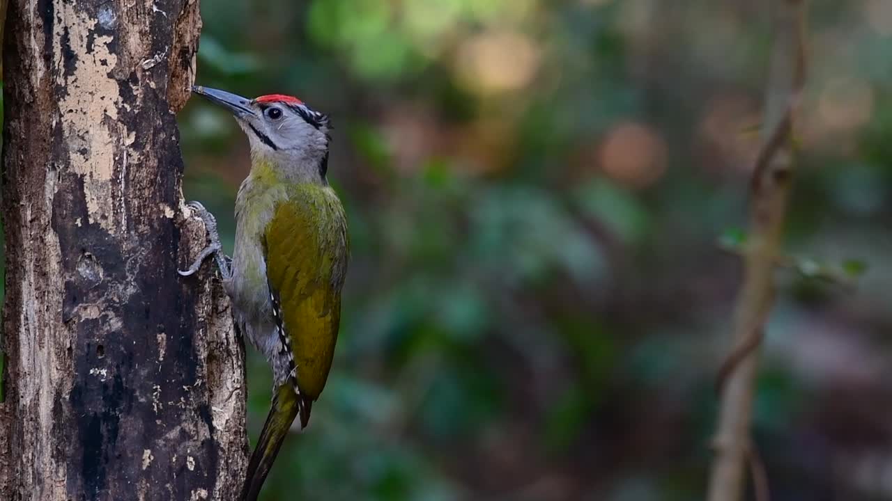 el pájaro carpintero de cabeza gris también se llama pájaro carpintero de cara gris se encuentra en muchos parques nacionales en tailandia y es muy particular en la elección de su hábitat para que prospere